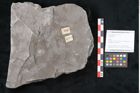 Foto (Objekt + Etikett) von Calamites sp.  (NHMW-GEO-2024-0188-10987)